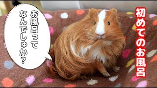 【モルモット】モカくん風呂でぴちぴちする【Guineapig】