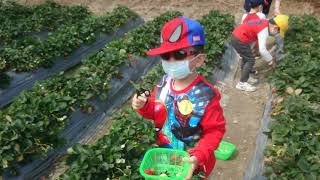 親子活動Vlog：大棠有機生態園有乜玩？香港果園農場騎馬 Tai Tong Organic EcoPark Strawberry \u0026 fruit field and farm in Hong Kong