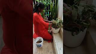 செடிகளை நமது குழந்தை போல கவனிக்க வேண்டும் #gardening #indoorplantplantnursery #gardeningtips