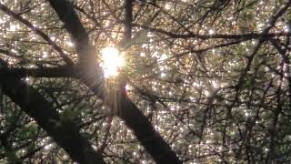 The Beauty of Autumn: A Moment of Morning Sunshine on the Lake \u0026 Trees Sundar Nursery Park New Delhi