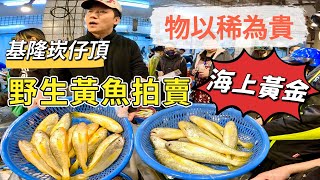 基隆崁仔頂~物以稀為貴~野生黃魚拍賣（海上黃金）~深夜糶手拍賣113/12/14(凌晨二點半）