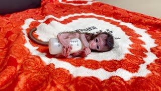 Most Adorable Baby Monkey Shiba Holding His Tiny Bottle Drinking Milk