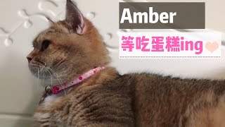 【英短猫】吃货“Amber”等吃蛋糕中 “Amber ” is waiting for the cake /英国短毛猫/金渐层/萌宠