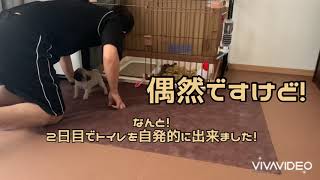 【pug】パグ犬　茶漬日記1 2020.08.29（初お迎えから1週間）