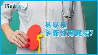 什麼是多囊性腎臟病？－ 葉逸軒腎病科專科醫生@FindDoc.com