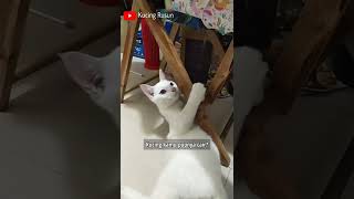 Salah satu solusi jika kucing mencret