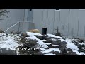 20191220 今日の円山動物園