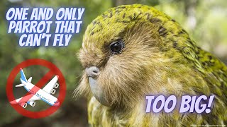 Meet the Kakapo: The World's Only Flightless Parrot!