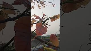 আঁহতে সলালে কুঁহিপাত৷৷ #bihu #newleaves #bohag #viral