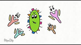 LYSIS OF BACTERIA