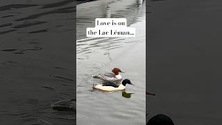 ❤️Love in Wildlife #switzerland #wildlife #waterasmr #bird #birdslover #wildbirds #burung #shortclip