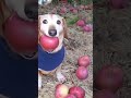 Собака с яблоком во рту жиза funny memes animals прикол cute юмор comedy puppy automobile