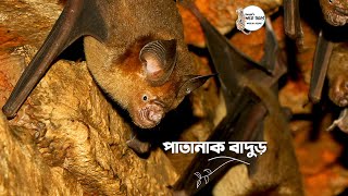 পাতানাক বাদুড় || Leaf Nosed Bat