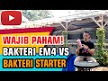 Bakteri EM4 Perikanan VS Bakteri Nitrifikasi - Budidaya Ikan Nila #budidayaikannila