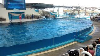 海洋公園海豚秀(1) Dolphin show