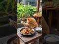 cute cat 🥰 viralshort trendingshorts funny animation