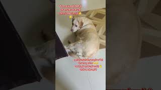 नाराज हूं मैं सबसे🙄😏😔 #funny #comedy #dog #doglover #jokes #whitelabrodorsnowhi #cute #viralvideo #s