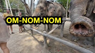 Koh Samui Elephant Sanctuary 2024 Thailand