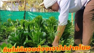 ความสุขเล็กๆที่เงินหาซื้อไม่ได้ในยุคโควิด(Small happiness in the vegetable garden.)