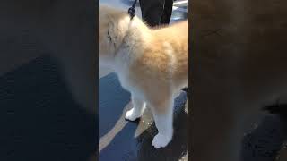 秋田犬　元気な子犬　しっぽがかわいい