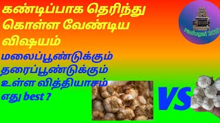 vadugapatti garlic market மலைப்பூண்டு vs தரைப்பூண்டு business ideas tips