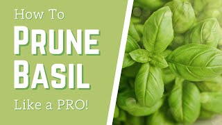 How to Prune Basil Like a PRO