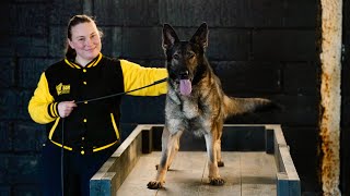 German shepherd Coco
