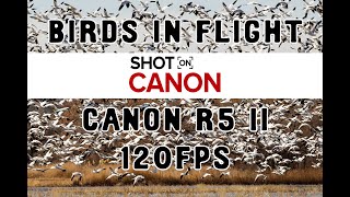 Birds in Flight | Handheld 4K 120fps Slow Motion on Canon R5 II with EF 600mm f/4 III