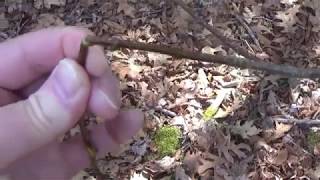 Healing Birch Tree - is it Golden birch, or Black birch