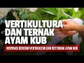 INTEGRATED FARMING - Pertanian Vertikultur dan Beternak Ayam KUB