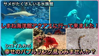 【アクアリウム】しまね海洋館アクアスに行ってきました！幸せのバブルリングを見て幸せになろう！【シロイルカ】【水族館】