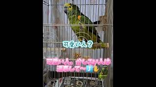 可愛い人、かしこい人は返事して！ #ボウシインコ #amazonparrot