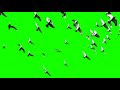 birds flying green screen hd