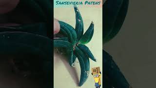 #Sansevieria Patens look at the Beauty🌻it's awesome🌻Jyoti_Niimbark🌻