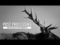 Editing Wildlife Photography: Post Processing Workflow with Kristi Odom