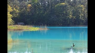 8K HDR 福島 裏磐梯五色沼の春 Fukushima, Urabandai Goshikinuma in Spring