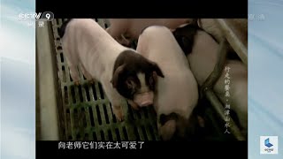 猪界的高富帅、白富美——沙子岭猪 《行走的餐桌》第二季 第三集【CCTV纪录】