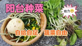 江西80后女子在广东城市阳台种菜，打理菜园，摘菜自给自足