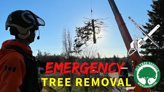 EMERGENCY TREE REMOVAL - Broken Tree on Garage