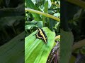 Black and Yellow Butterfly: Nature's Beauty on Lush Foliage