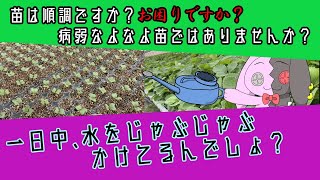 #13【灌水方法】野菜苗と苺苗は灌水一つで病気の発生が段違い！？『苗半作は間違いではない！』苗作りの失敗は、収入減額は決定！苺苗の炭疽菌も発生を抑えるなら、灌水方法を変えるべき！(∩´∀｀)∩