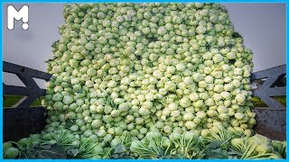 Awesome Kohlrabi Farming Harvesting and Processing - Kohlrabi Cultivation Agriculture Technology