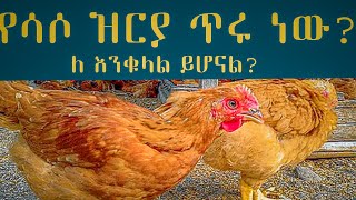 ሀገሩን ያጥለቀለቀው ሳሶ የዶሮ ዝርያ ግን ሳሶ ጥሩ ዝርያ ነው?