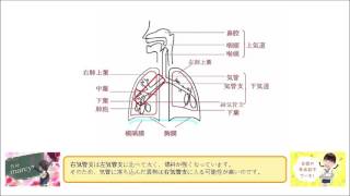 左肺は、上葉、中葉、下葉からなる。 （○or×）