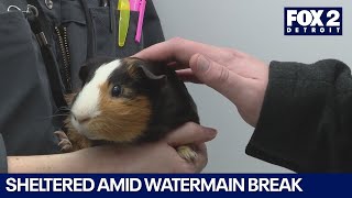 Michigan animal care offer pets shelter for families displaced by Detroit watermain break