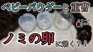 【閲覧注意】ノミの卵に重曹とベビーパウダー は効くのか？！実験【シリーズ敵を知る】