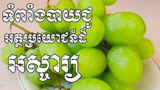 អត្ថប្រយោជន៏ដ៏អស្ចារ្យដែលបានមកពីការទទួលទានផ្លែទំពាំងបាយជូ - Health Inform