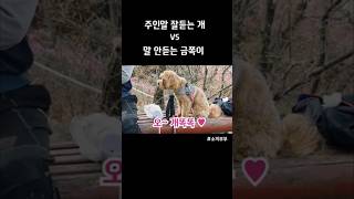 산에서 만난 온순한 강아지와 매일 부대끼며 사는 우리집 강아지🐶 #shorts #개는훌륭하다 #금쪽이 #기다려훈련 #실패 #신혼부부