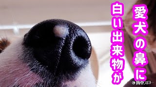 生後８ヶ月の愛犬の鼻に異変が！#コーギー #多頭飼い #鼻