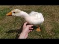 Watch a Gosling Grow up Greeting You